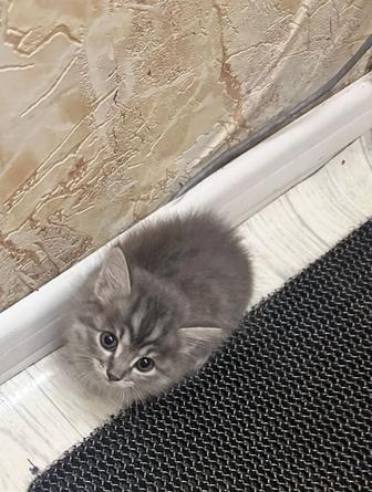 Продам котенка девочку