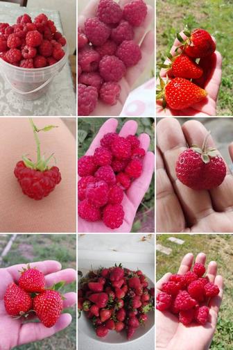 Малина Свежомороженое