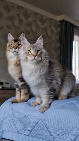 Котята мейн-куны. Kaspi Red, рассрочка 0-0-12.