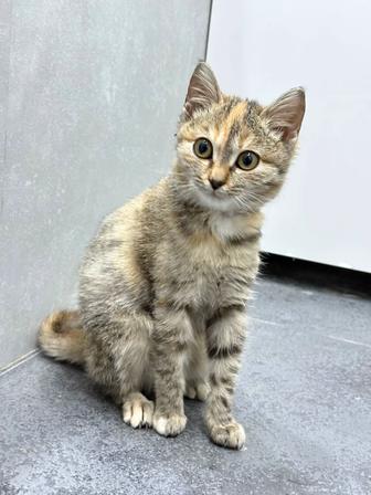 Отдам кошку в хорошие руки