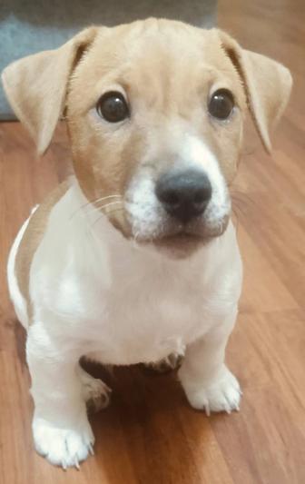 Шикарный щенок Джек Рассел терьер. Мальчик. Возраст 3 месяца