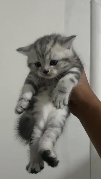 Шотландские прямоухие котята