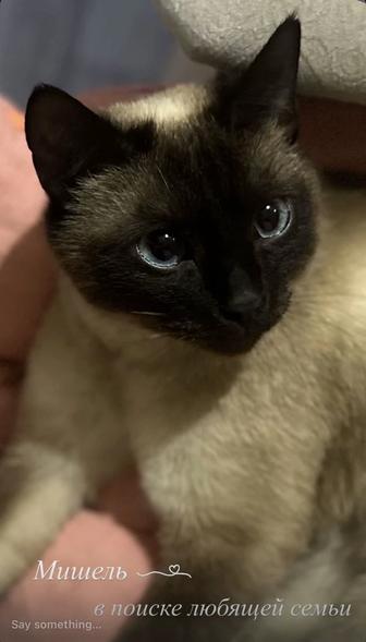 Сиамская кошечка Мишель