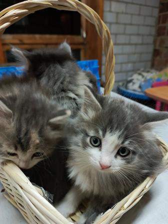 Отдам котят в добрые руки