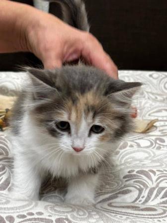 Отдам кошечку в добрые руки