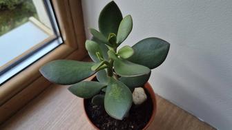 Толстянка денежное дерево крассула.