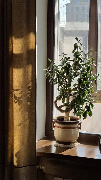 Толстянка денежное дерево крассула.