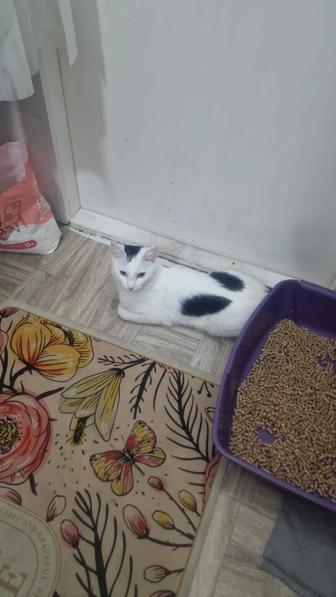 Отдам кошку в добрые руки