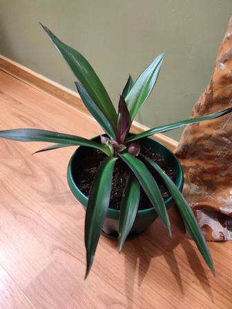 Комнатный цветок традесканция покрывальчатая Рео