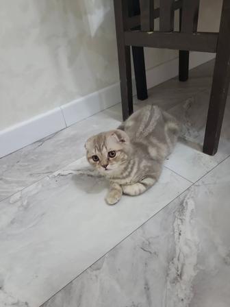 Продам котенка 3 мес