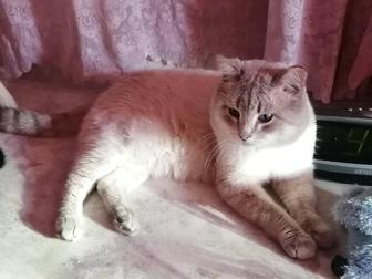 . . КОТ Тайский окрас СИЛЬВЕР-пойнт !!!