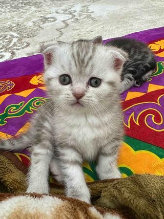 Шотландская вислоухая котята