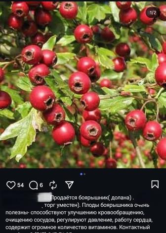 Боярышник(долана)