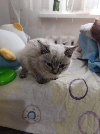 Отдам котенка