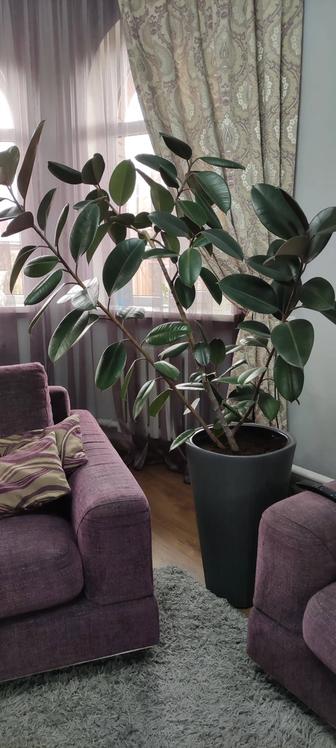 Продам большой фикус