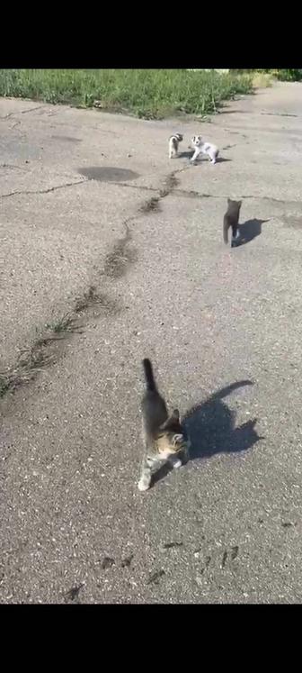Котята в опасности