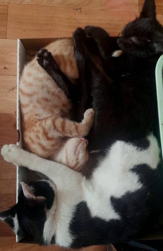 Привиты! Есть паспорт! Котята