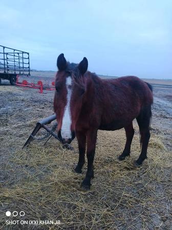 Продам кобылу