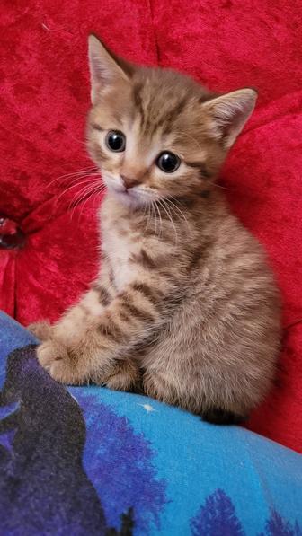 Котенок шотландский прямоухий