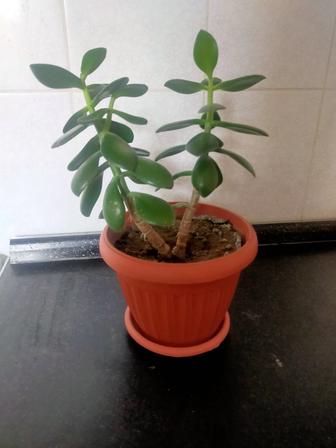 Цветы домашние.Денежное дерево