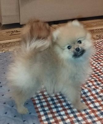 Девочка померанского шпица