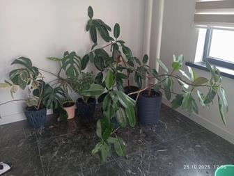 Комнатные цветы