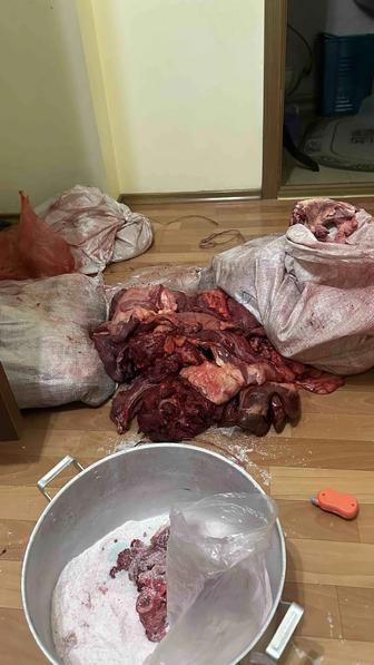 Отдам бесплатно кишку жеребенка