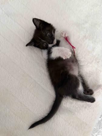 Котенок в добрые руки