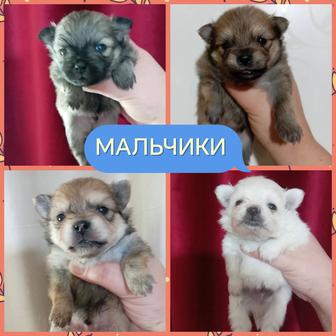 Открыта бронь на щенят померанского шпица миники!!! 
Тип Мишка