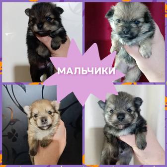 Открыта бронь на щенят померанского шпица миники!!! 
Тип Мишка