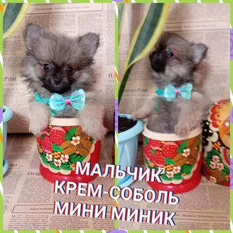 Продажа щенят померанского шпица миники!!! 
Тип Мишка