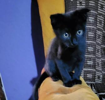 Котенок ищет дом