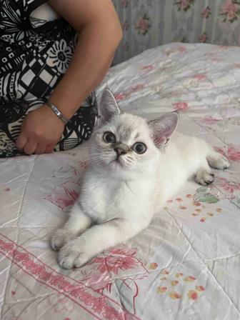 Котенок