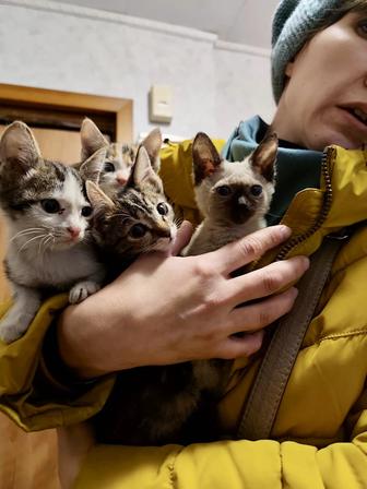 Котята 2 месяца .2 мальчика и 2 девочки .