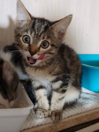 Котята 2 месяца .2 мальчика и 2 девочки .