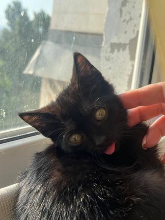 Котенок ищет семью