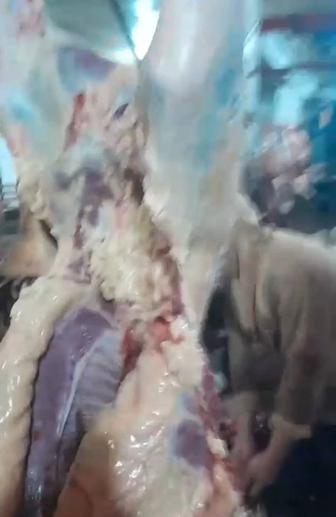 Продам мясо тушами, пол туши.