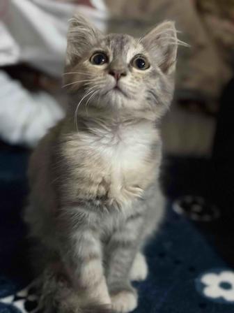 Отдам котенка в добрые руки