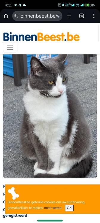 Нашел кота по санкибай батыра