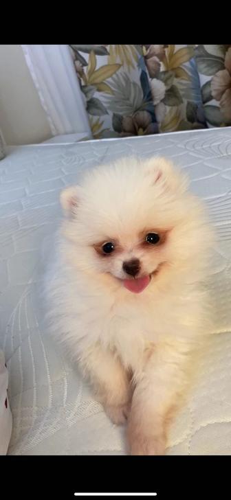 Померанский шпиц