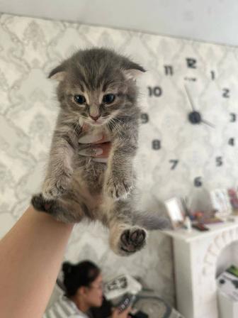 Продам котенка вислоухого