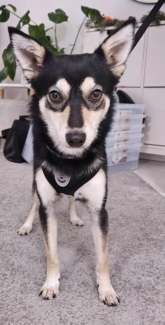 Астана. Ищем дом для собаки (девочка) маленькая, очень ласковая