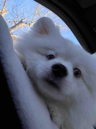 Померанский шпиц