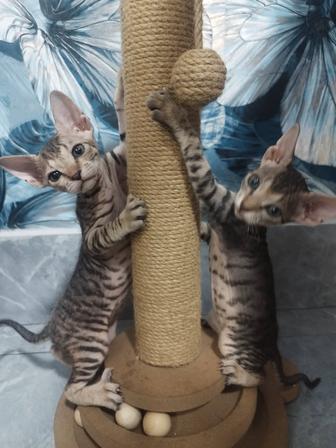 Сфинксы браш