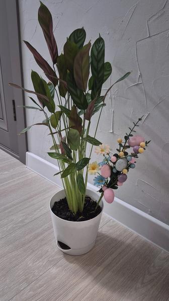 Продам комнатное растение