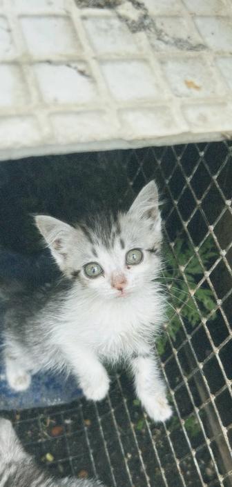 Котята