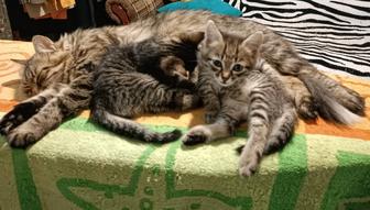 Отдам котят в добрые руки
