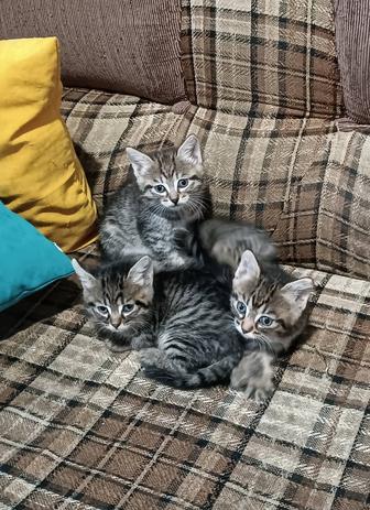 Отдам котят в добрые руки