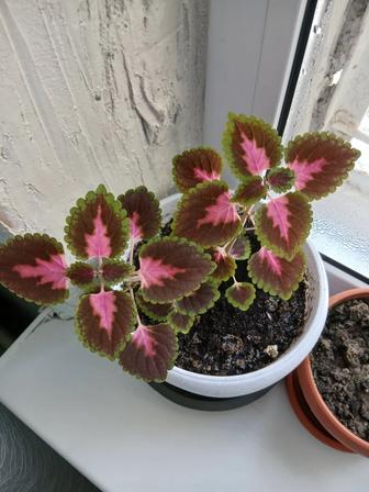 Колеус комнатный