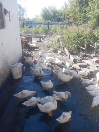 Продам мясо домашних уток